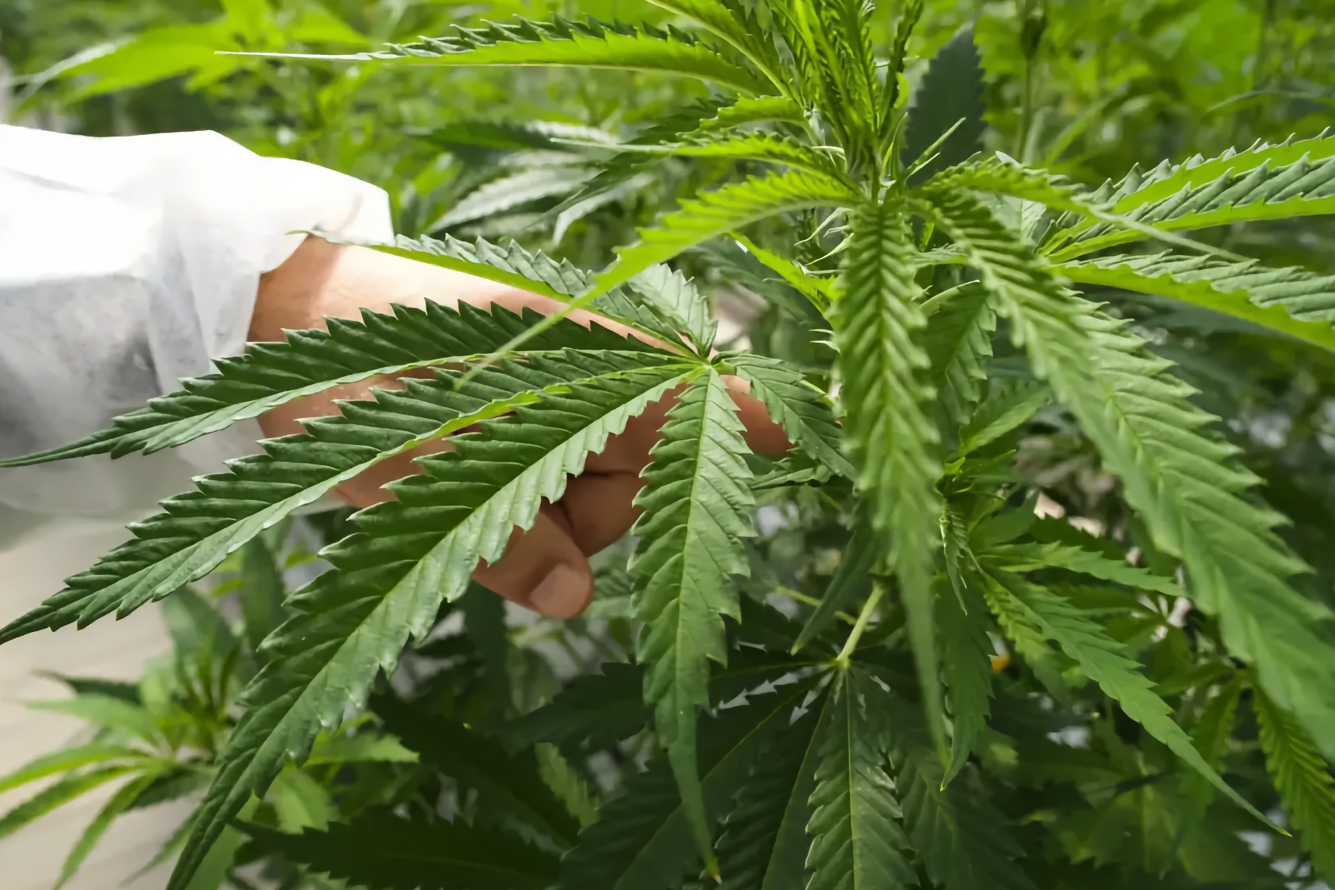 Medizinisches Cannabis aus Teneriffa: Erstes Pharmawerk mit nat&uuml;rlichem Sonnenlicht