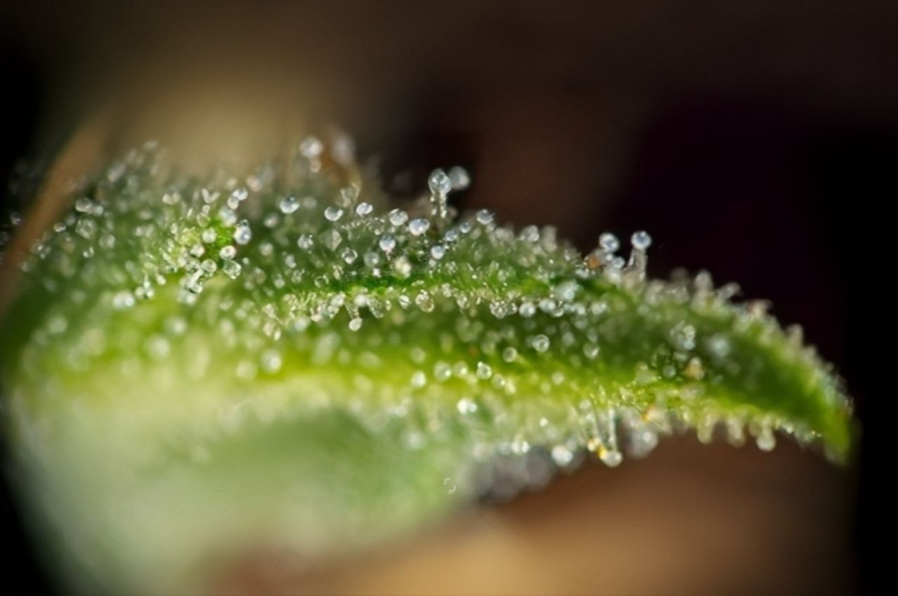 Terpene und Geschmacksprofile von Cannabis